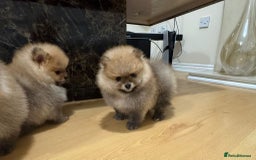 Pomeranian dogs for sale: Cute little pomeranians - Image 11
