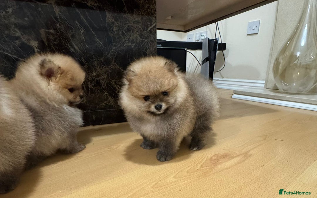Pomeranian dogs for sale: Cute little pomeranians - Image 11