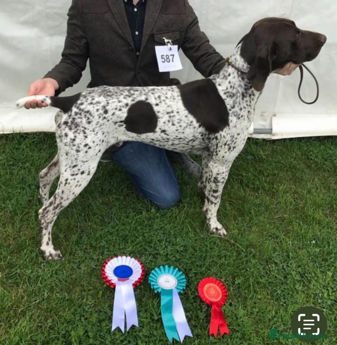 German Shorthaired Pointer dogs TOP CLASS GERMAN SHORTHAIRED POINTER PUPPIES  - Advert 2
