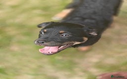 Mixed Breed dogs for adoption: 🐶💖 MATILDA 💖🐶 - Image 12