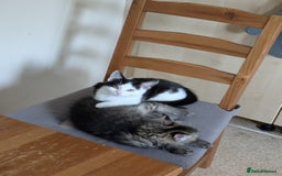 Domestic Shorthair cats for sale: Kind Homes Only – 4 Beautiful Healthy Kittens in Edgware - Image 21