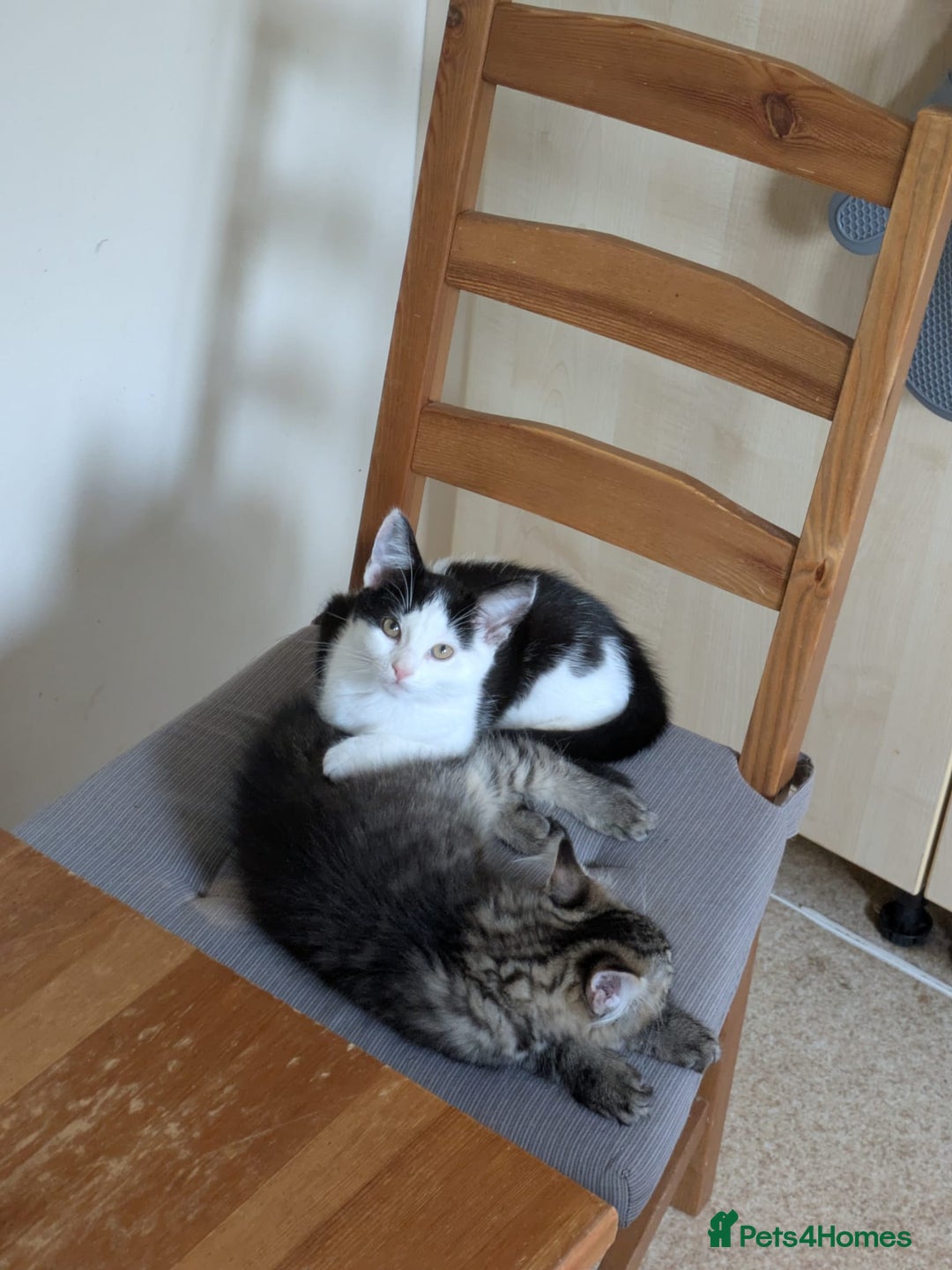 Domestic Shorthair cats for sale: Kind Homes Only – 4 Beautiful Healthy Kittens in Edgware - Image 21