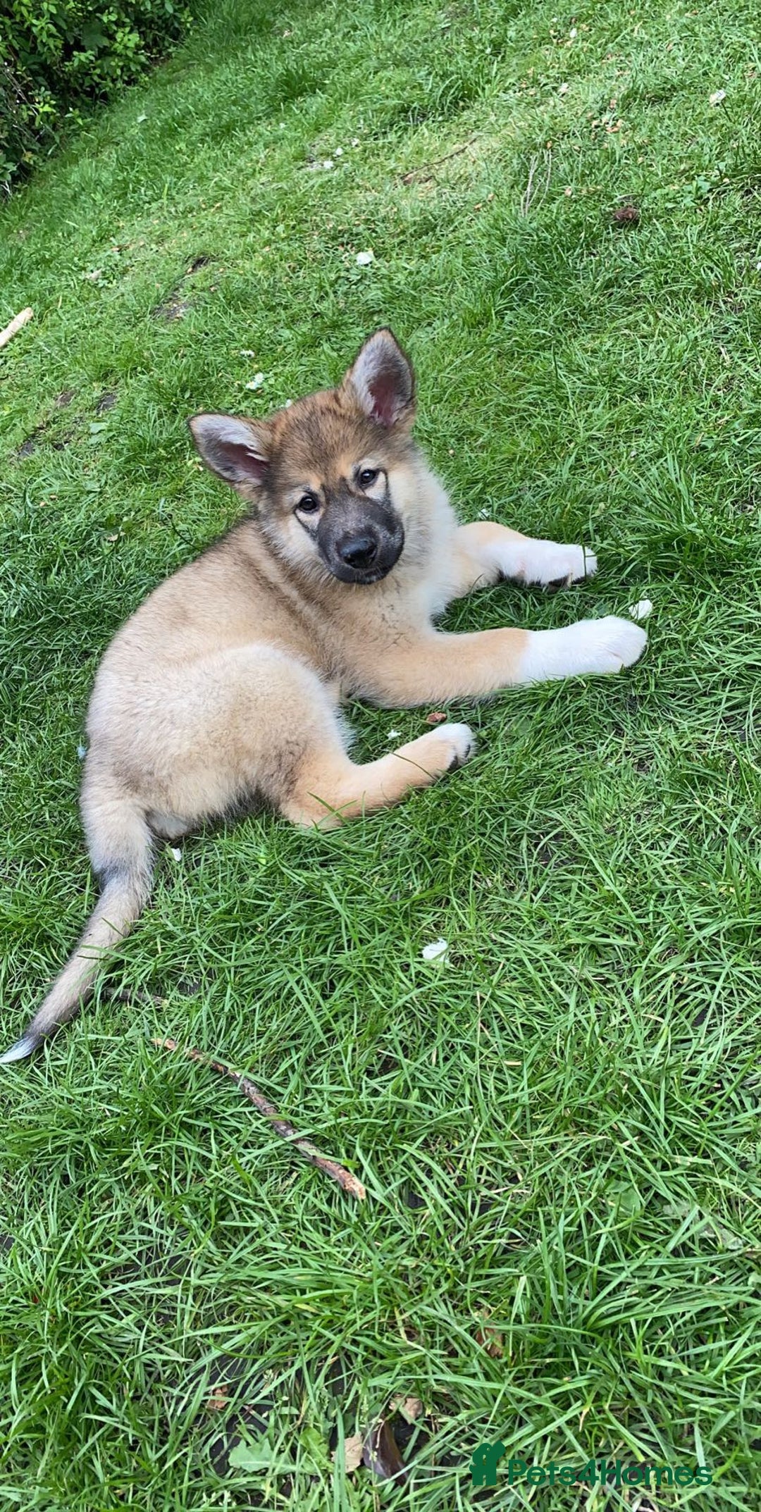 Saarloos Wolfdog dogs for stud: For stud - Image 8