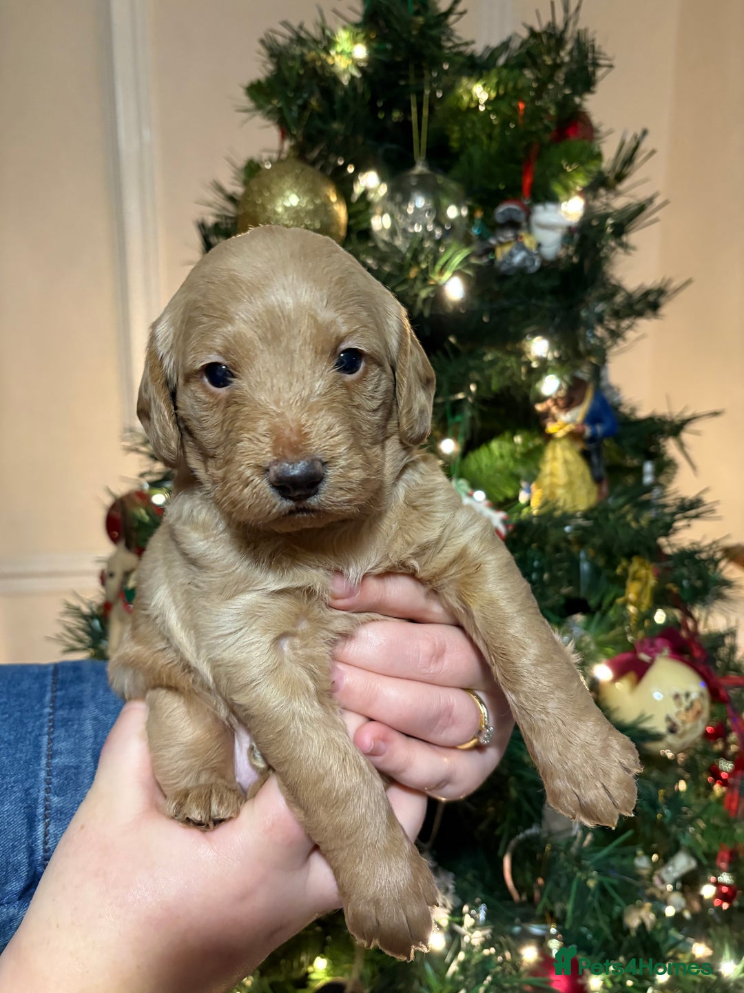 Labradoodle dogs for sale: **1 girl left** Beautiful F1 Labradoodles - Advert 15
