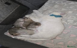 British Shorthair cats for sale: BRITISH SHORTHAIR KITTENS - Image 12