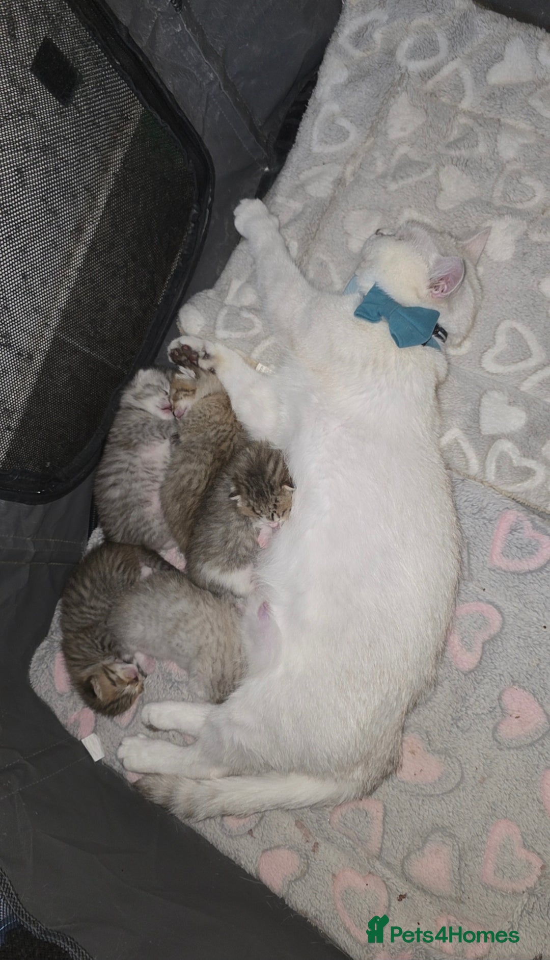 British Shorthair cats for sale: BRITISH SHORTHAIR KITTENS - Image 12