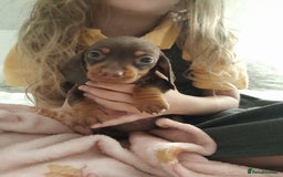 Miniature Dachshund dogs for sale: 🐾 Miniature Dachshund Puppies 🐶  - Image 16