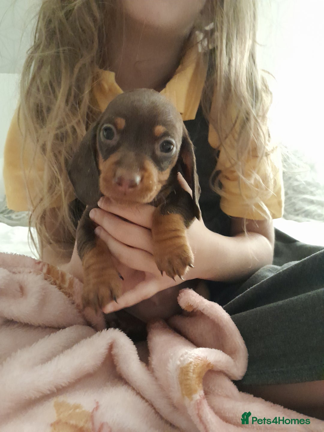 Miniature Dachshund dogs for sale: 🐾 Miniature Dachshund Puppies 🐶  - Image 16