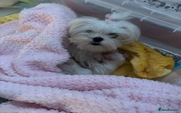 Maltese dogs for sale: 🩵Most Beautiful Full Korean Maltese 🩵 - Image 10