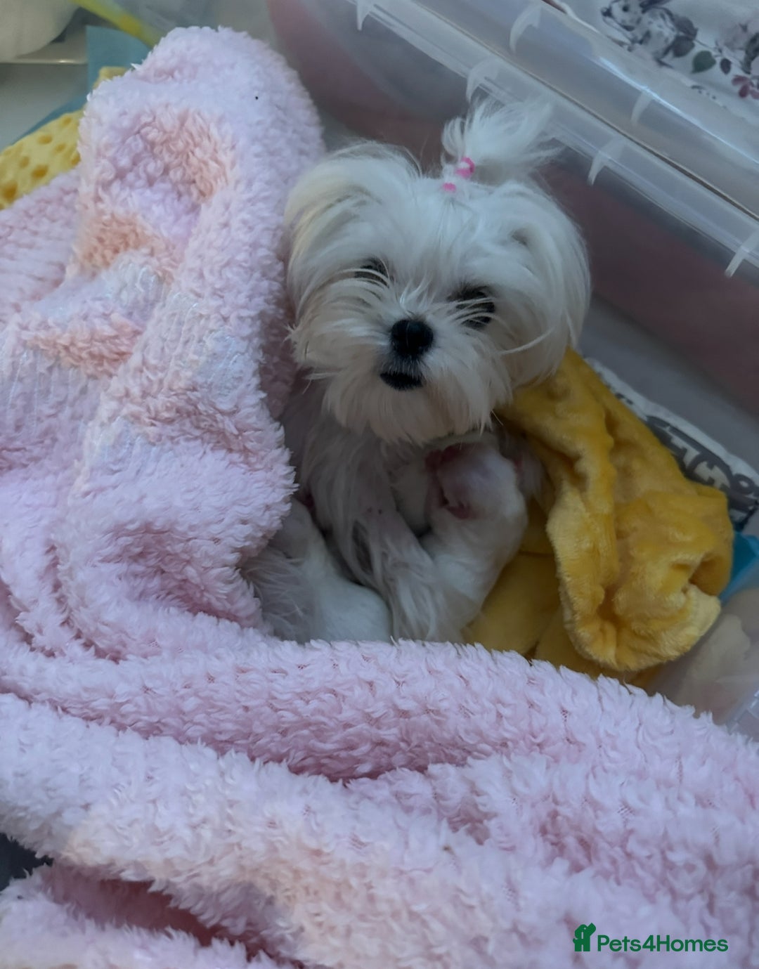 Maltese dogs for sale: 🩵Most Beautiful Full Korean Maltese 🩵 - Image 10