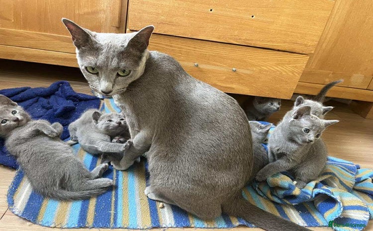 Russian Blue cats - Advert 10