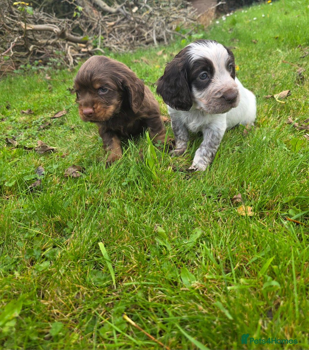 Cocker Spaniel dogs for sale: WORKING COCKER SPANIELS ..DNA CLEAR - Image 21