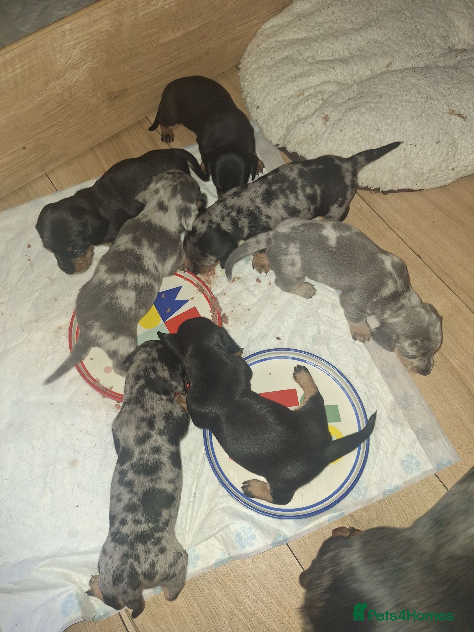 Dachshund dogs Miniature Dachshunds  - Advert 2