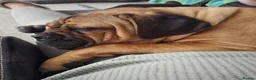 Cane Corso dogs for sale: Cane Corso for re homeing  - Advert 2