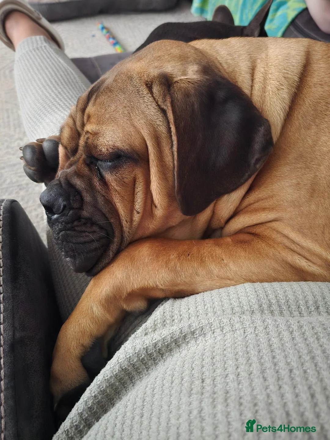 Cane Corso dogs for sale: Cane Corso for re homeing  - Advert 2