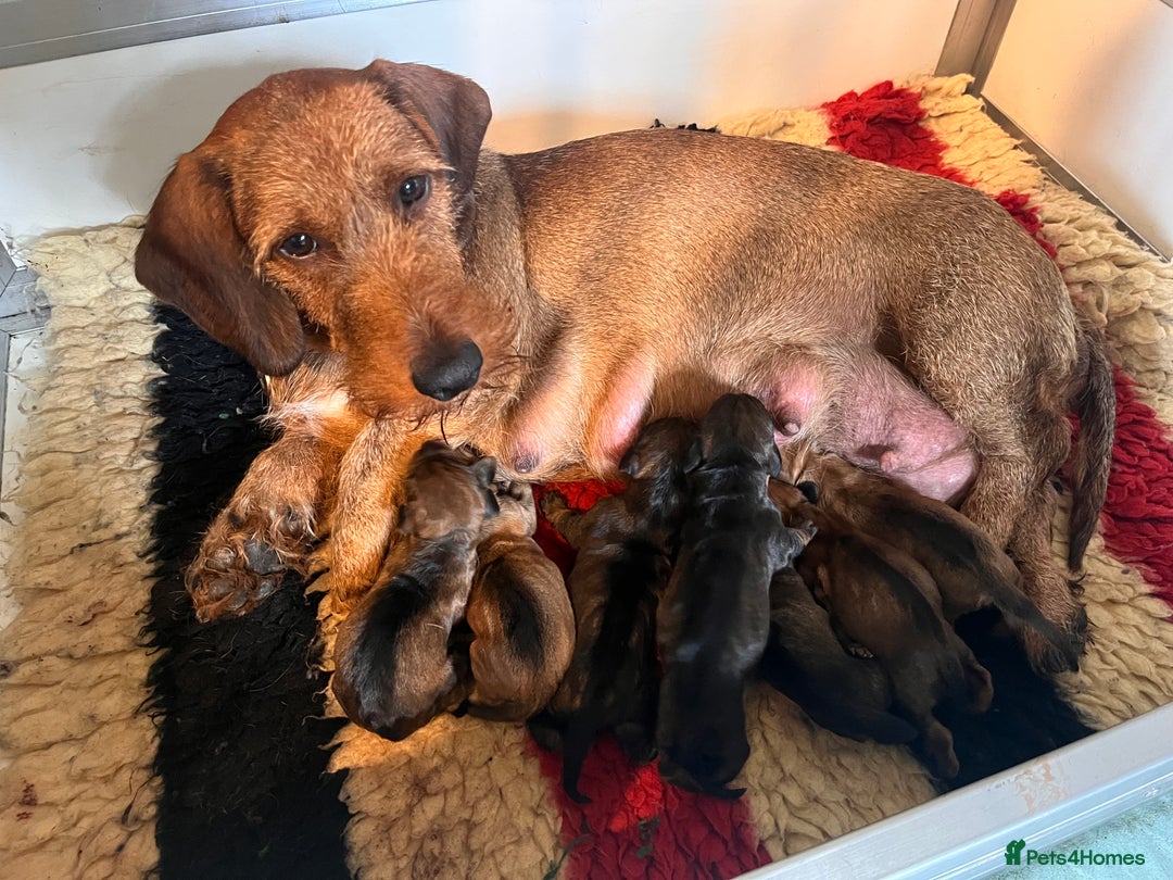 Dachshund dogs for sale: FULLY health tested KC wirehair dachshund (Teckel) - Image 11