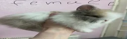 Lionhead rabbits for sale: Double Lionhead baby rabbits  - Advert 6