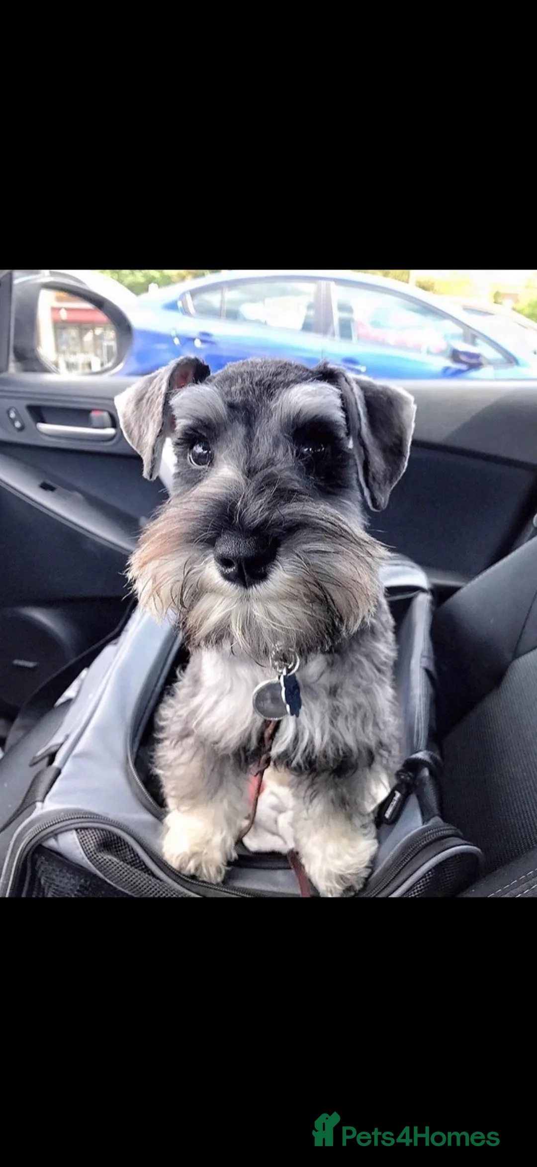 Mixed Breed dogs for sale: Miniature schnauzer cross King Charles cavalier  - Advert 2