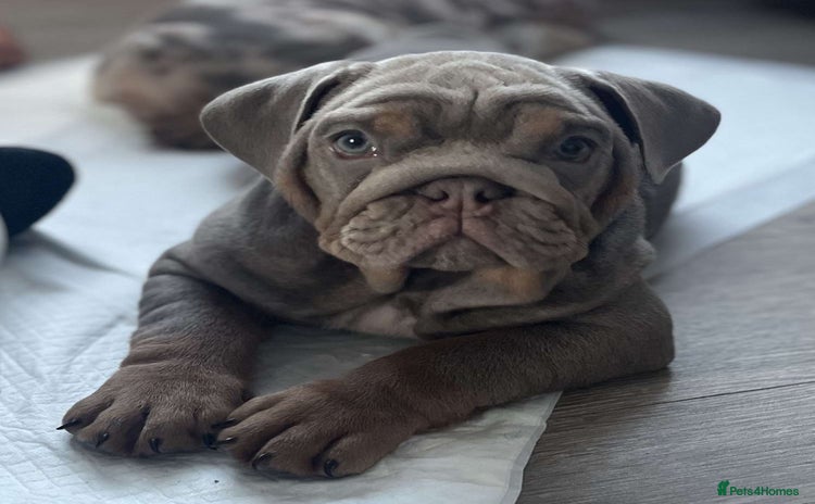 English Bulldog dogs - Advert 10