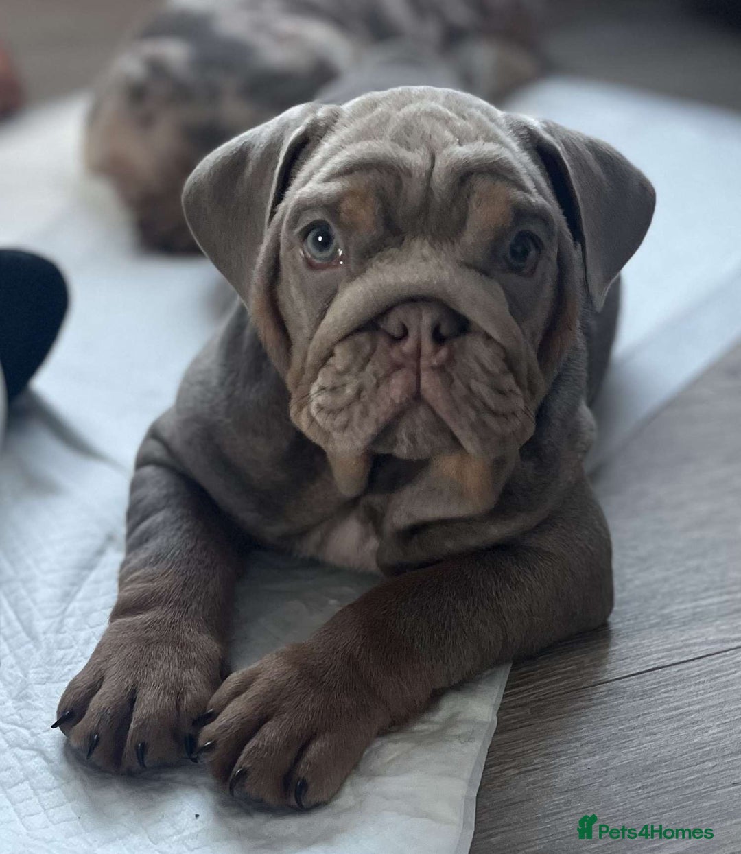 English Bulldog dogs for sale: 🐶🔥 English Bulldogs ready to go 🔥🐶 REDUCED!! - Image 1