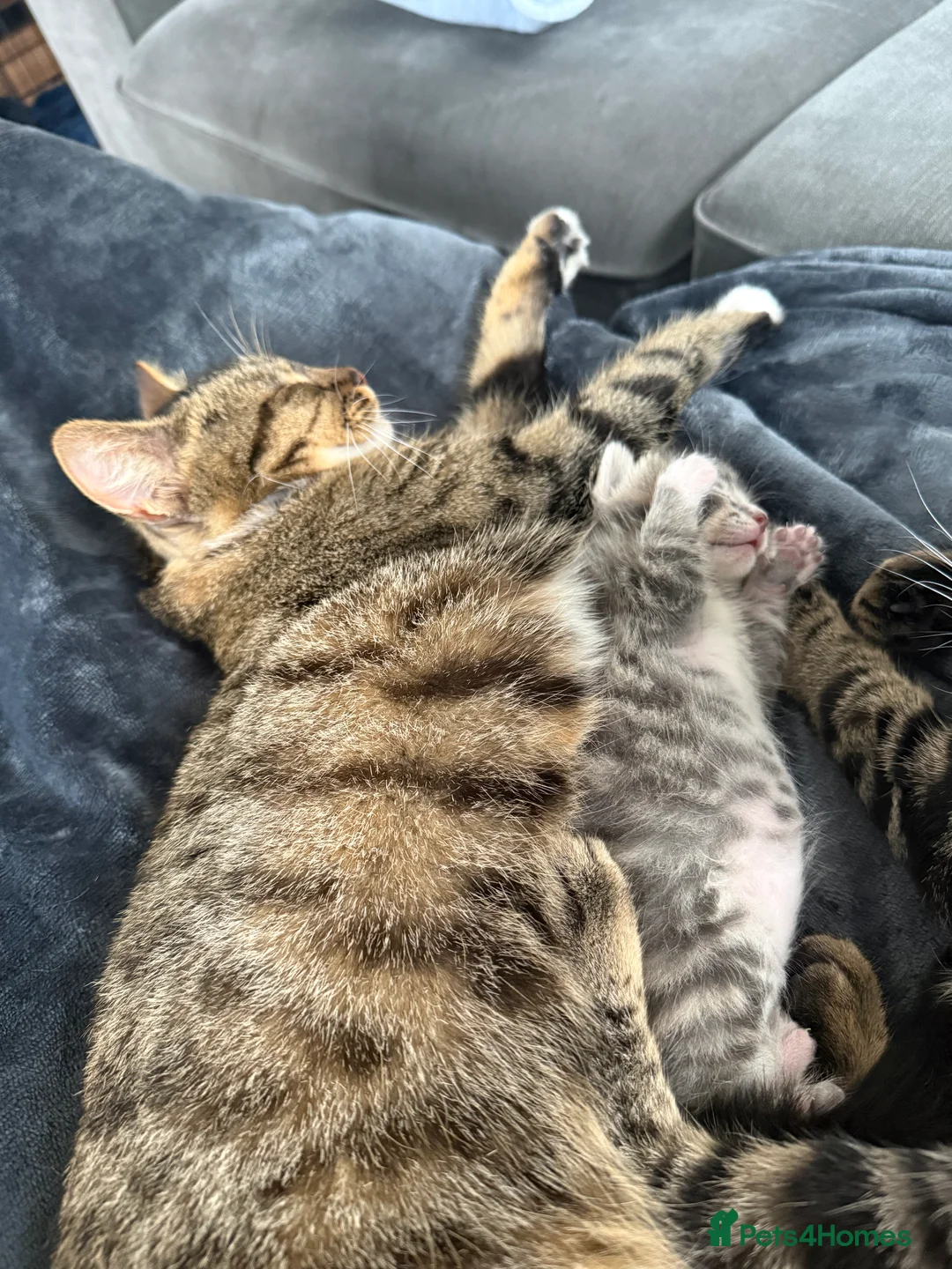 Domestic Shorthair cats for sale: Beautiful male kitten - Advert 2