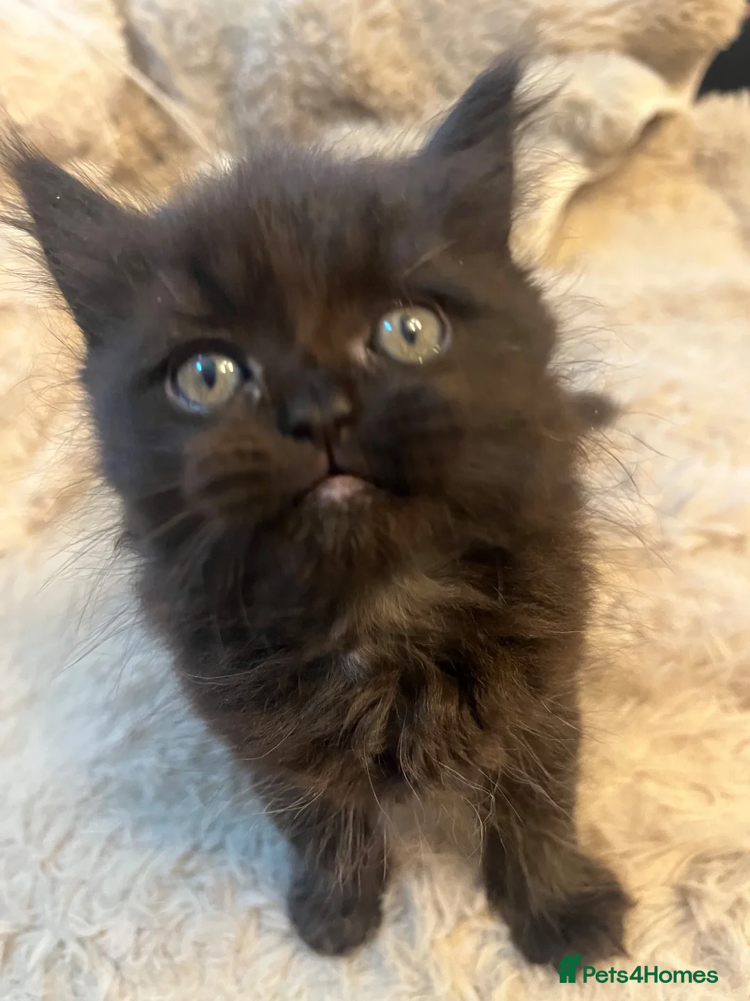 Persian cats for sale: Adorable chocolate boy pure Persian  - Advert 4