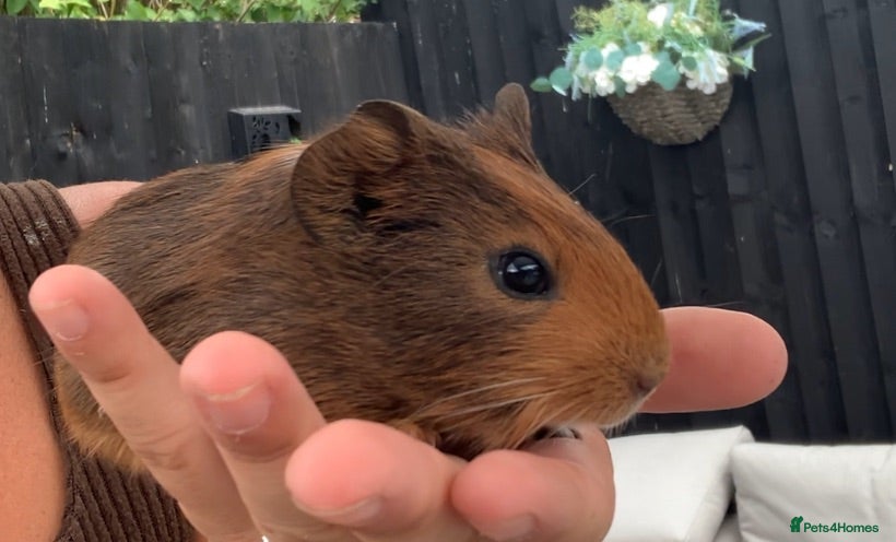 Guinea Pig rodents 1 male guinea pig - Advert 2