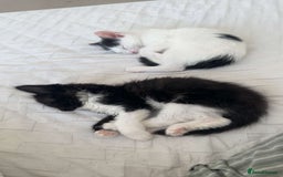 British Shorthair cats for sale: kitten for sale  - Image 6