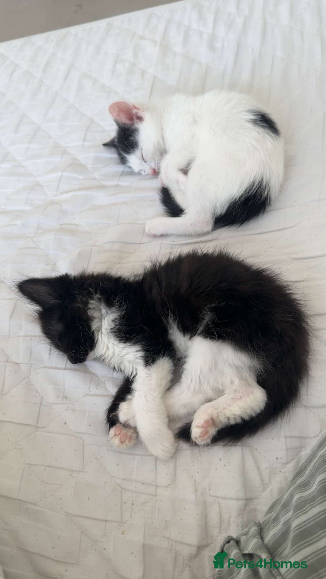 British Shorthair cats for sale: kitten for sale  - Image 6