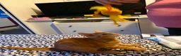 Mixed Breed cats for sale: Ginger beauty  - Advert 6