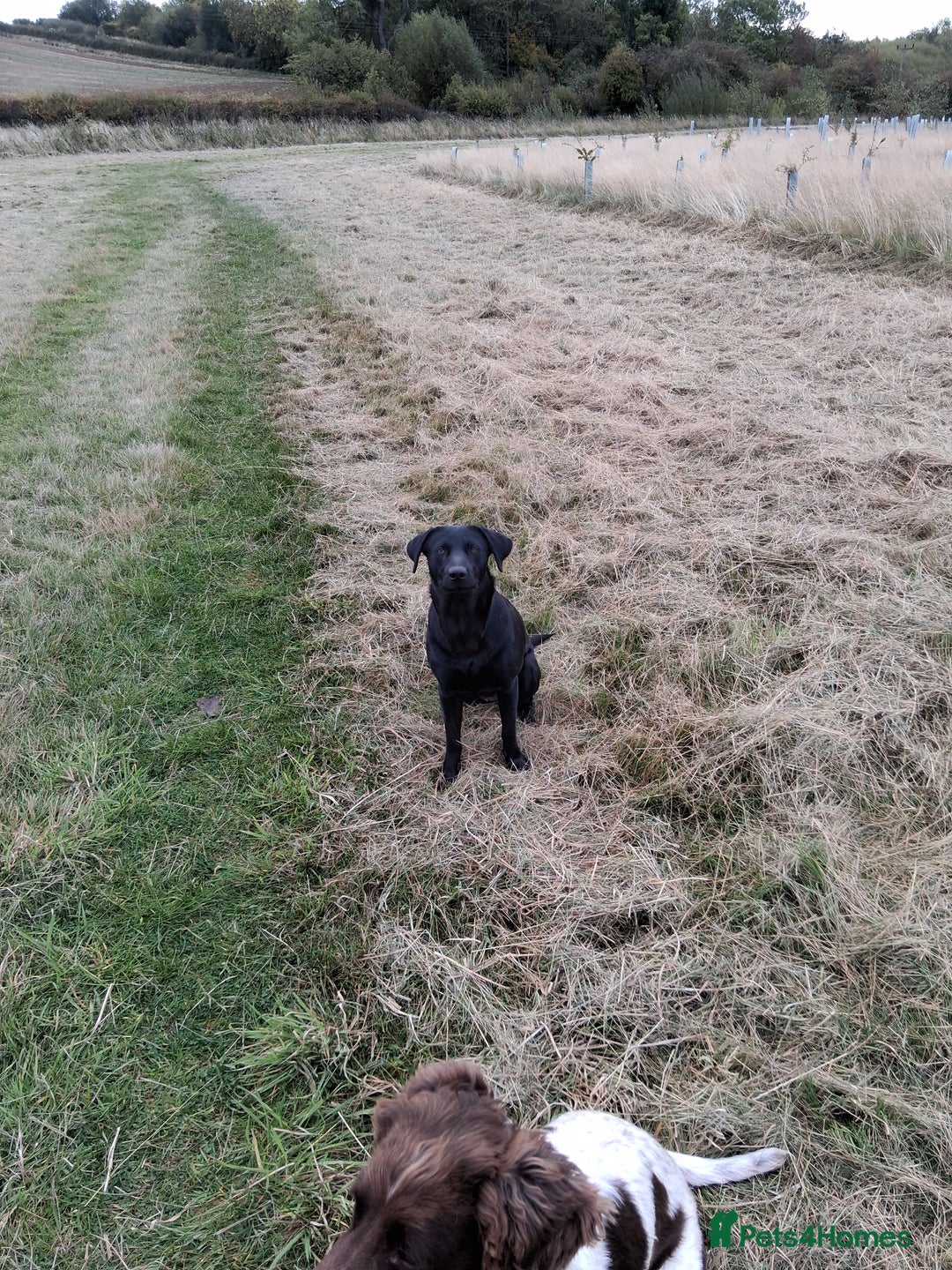 Labrador Retriever dogs for sale: Labrador Retriever - Advert 1