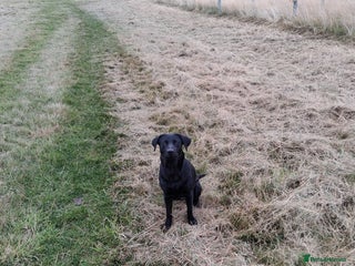 Labrador Retriever dogs Labrador Retriever - Advert 1