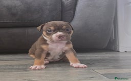 Olde English Bulldogge dogs for sale: Old English bulldog puppies  - Image 8