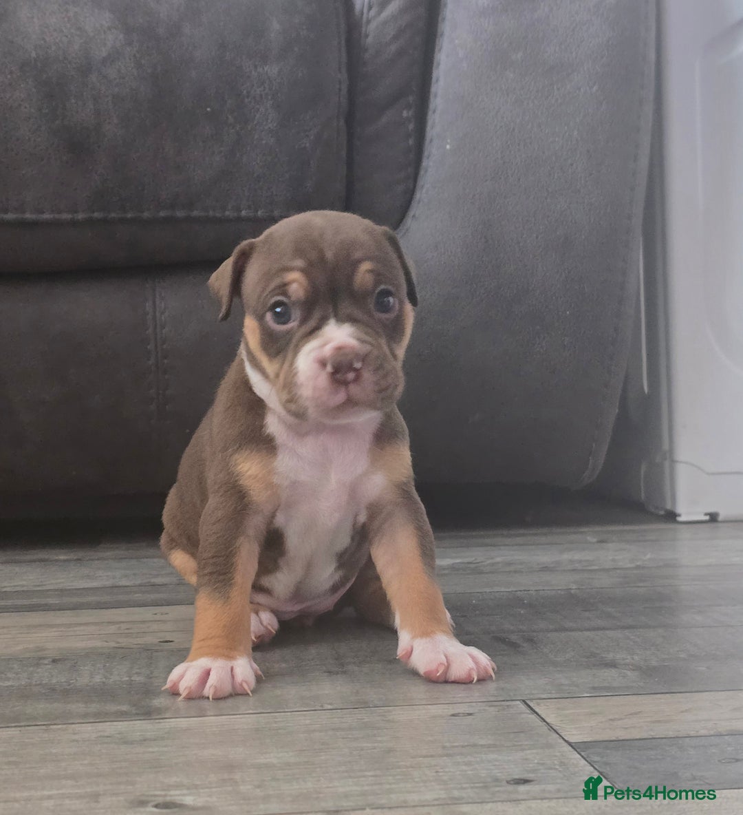 Olde English Bulldogge dogs for sale: Old English bulldog puppies  - Image 8