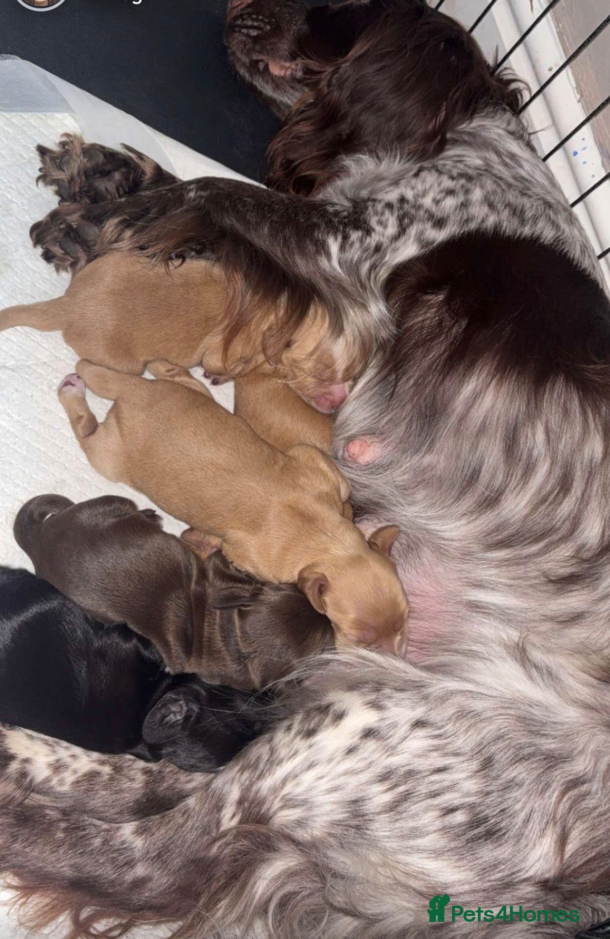 Cocker Spaniel dogs Working cocker spaniel puppies  - Advert 7