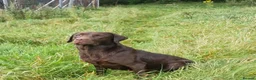 Mixed Breed dogs for sale: Labrador x lurcher - Advert 3