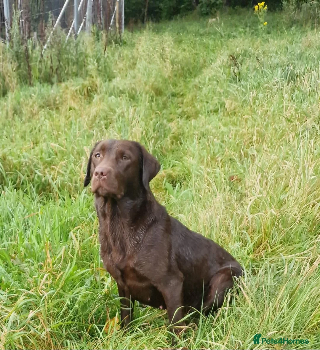 Mixed Breed dogs for sale: Labrador x lurcher - Advert 3
