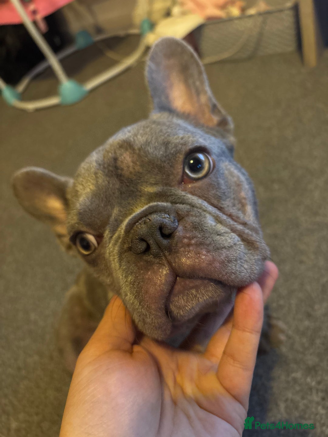 French Bulldog dogs for sale: French bulldog female  in Hamilton - Image 3