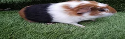 Guinea Pig rodents for sale: Abyssinian boys and pet boys  - Advert 14