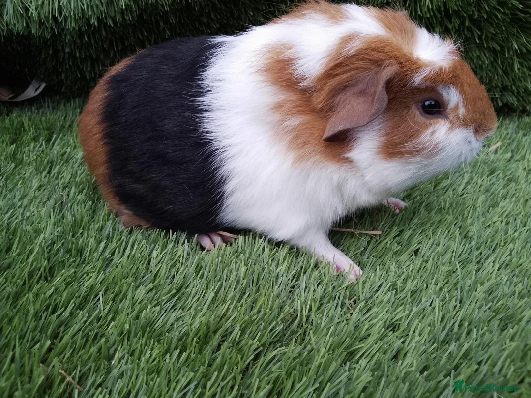 Guinea Pig rodents for sale: Abyssinian boys and pet boys  - Advert 14