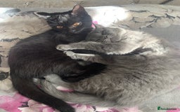 British Shorthair cats for sale: British shorthair boys  - Image 2