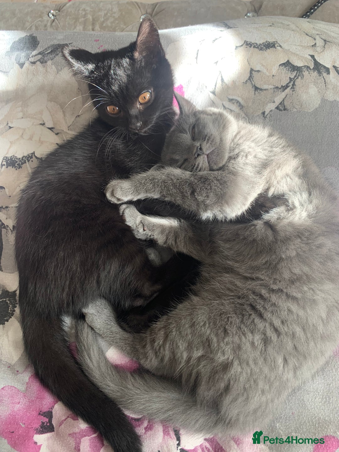 British Shorthair cats for sale: British shorthair boys  - Image 2