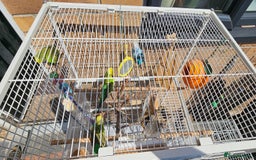 Budgerigars birds for sale: Budgies for sale! Food and 2 cages included! - Image 8
