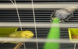 Budgerigars birds for sale: Pair of budgies and cage  - Image 1
