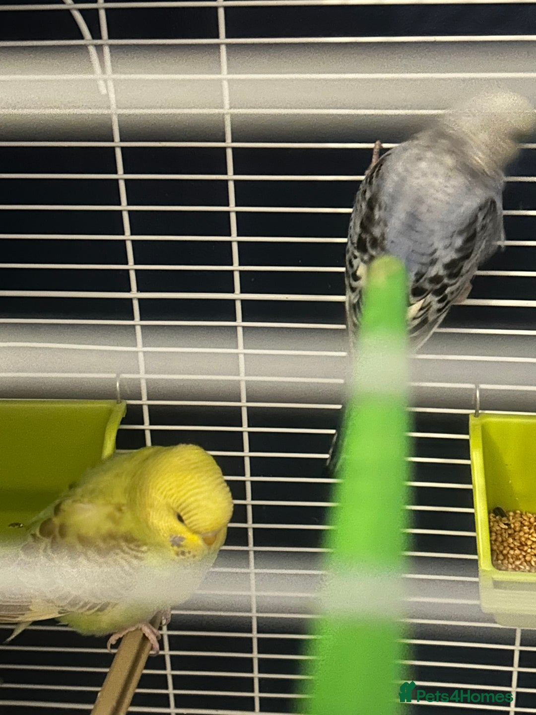Budgerigars birds for sale: Pair of budgies and cage  - Image 1