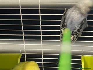 Budgerigars birds - Advert 1