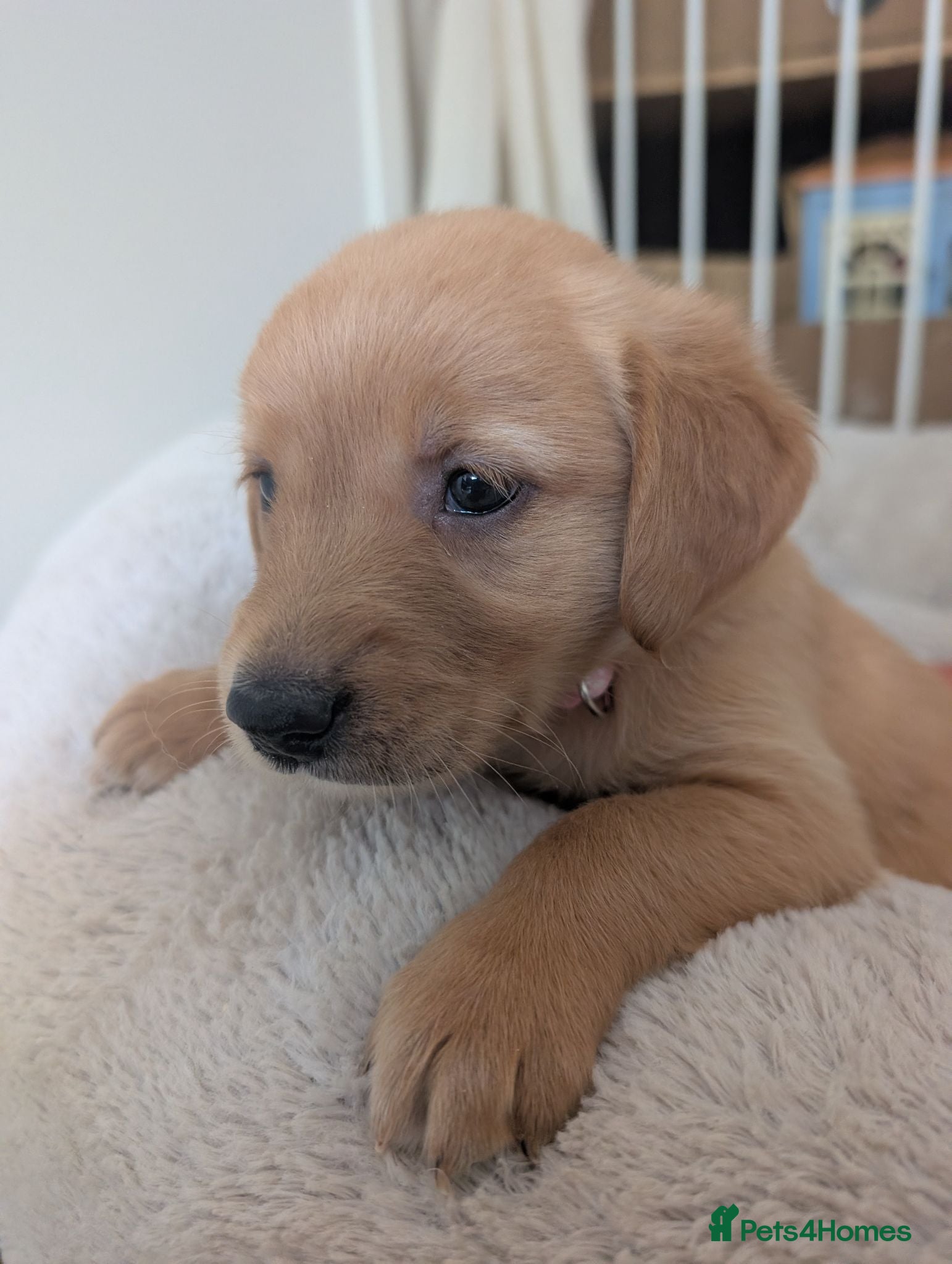 Golden Retriever dogs Beautiful KC registered Golden Retriever puppies  - Advert 2