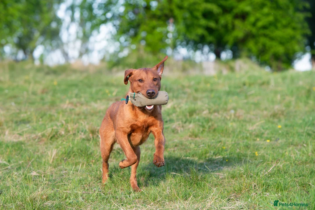 Labrador Retriever dogs for stud: FULLY HEALTH TESTED DARK RED STUD in Tadcaster - Advert 7