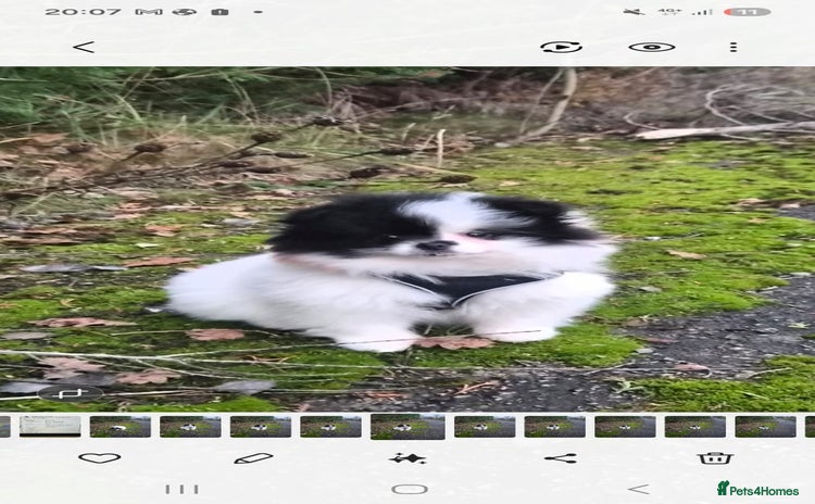 Pomeranian dogs Pomeranian girl puppy  - Advert 1