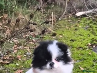 Pomeranian dogs Pomeranian girl puppy - Advert 1